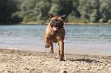 BULLMASTIFF 073